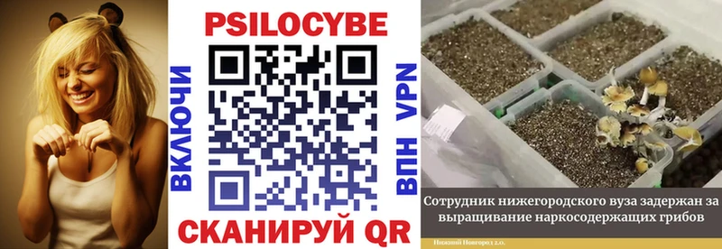 Галлюциногенные грибы Psilocybe  Купить  Уржум 